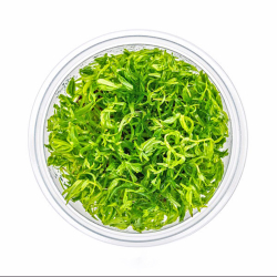 Didiplis diandra in vitro - amerikanische Wasserhecke